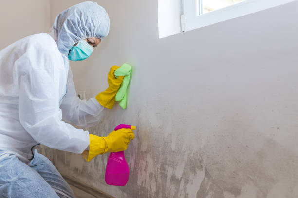 Best Industrial Mold Remediation  in USA